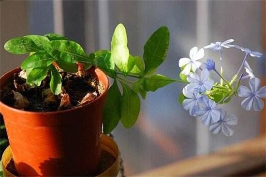 芙蓉花什么时候扦插,春季和秋季扦插成活率过百 芙蓉花什么时候扦插,春季和秋季扦插成活率过百
