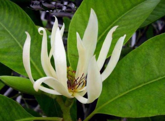 白兰花花语:纯洁的爱,真挚 白兰花花语:纯洁的爱,真挚