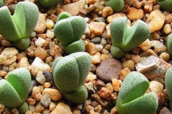 帝玉种在多大花盆里 帝玉种在多大花盆里