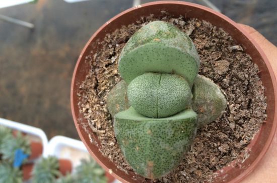 帝玉种在多大花盆里 帝玉种在多大花盆里
