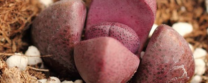 帝玉种在多大花盆里 帝玉种在多大花盆里