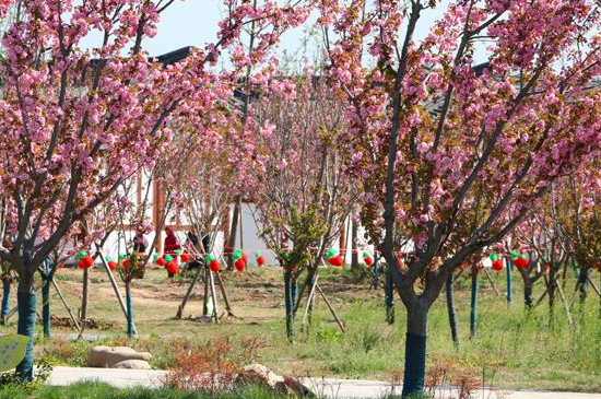 固镇樱花什么时候开花 固镇樱花什么时候开花