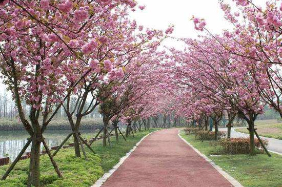 固镇樱花什么时候开花 固镇樱花什么时候开花