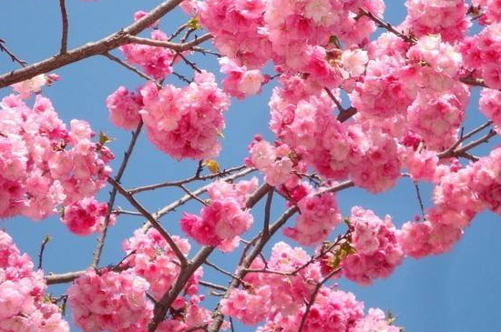 固镇樱花什么时候开花 固镇樱花什么时候开花