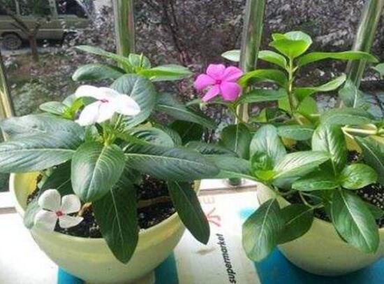 长春花如何播种,4个步骤教你播种美丽的长春花 长春花如何播种,4个步骤教你播种美丽的长春花