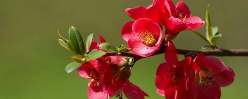 海棠花是完全花吗 海棠花是完全花吗