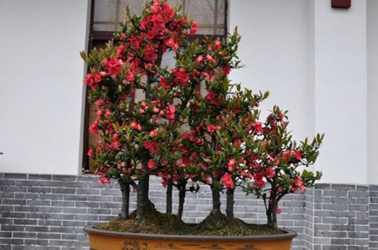 海棠花是完全花吗 海棠花是完全花吗