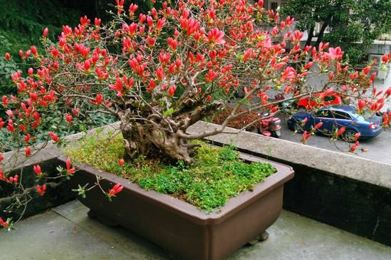 海棠花是完全花吗 海棠花是完全花吗
