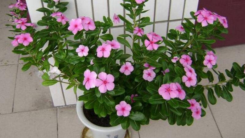 长春花可以养几年 长春花可以养几年