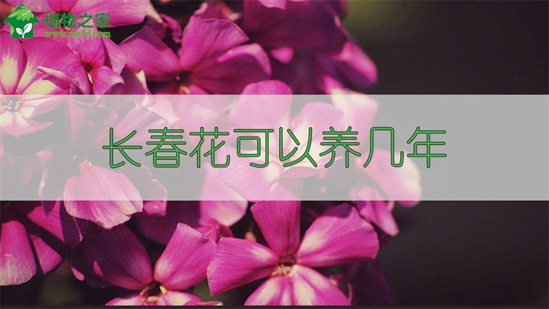 长春花可以养几年 长春花可以养几年