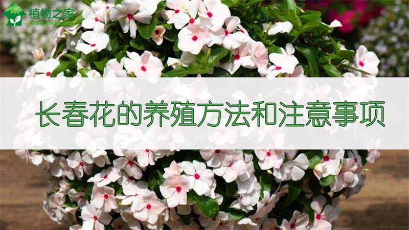长春花的养殖方法和注意事项 长春花的养殖方法和注意事项