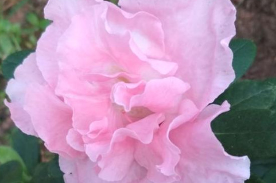 花仙子的寓意和象征 花仙子的寓意和象征