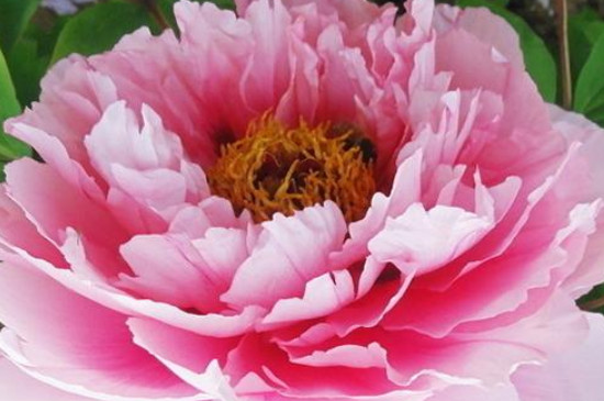 花仙子的寓意和象征 花仙子的寓意和象征