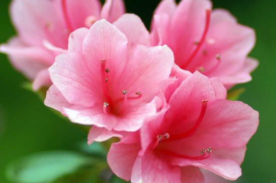 花仙子的寓意和象征 花仙子的寓意和象征