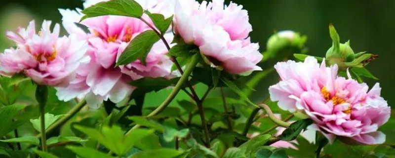 花仙子的寓意和象征 花仙子的寓意和象征