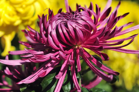 菊花花期多久 菊花花期多久
