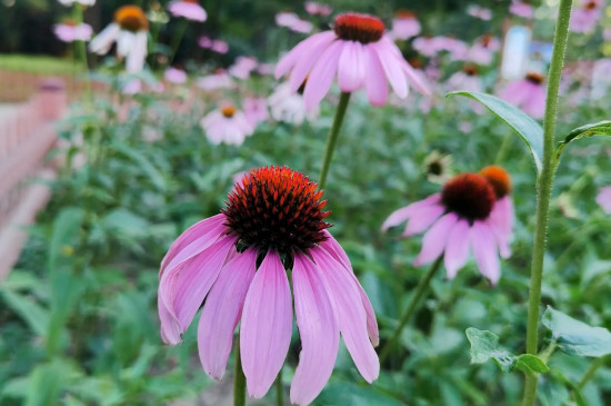菊花花期多久 菊花花期多久