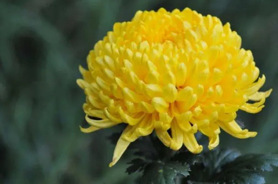 菊花花期多久 菊花花期多久