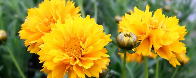 菊花花期多久 菊花花期多久