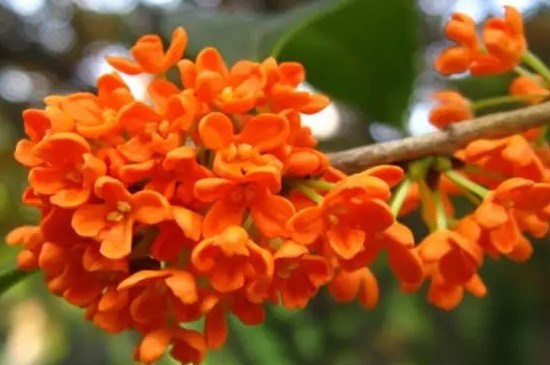 老金桂花的特点 老金桂花的特点