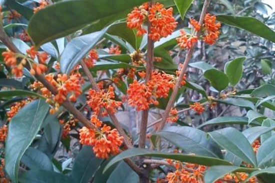 老金桂花的特点 老金桂花的特点