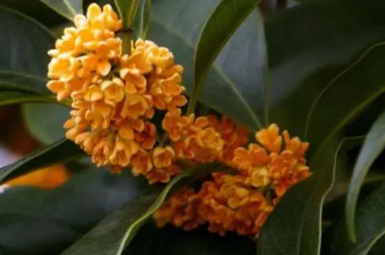 老金桂花的特点 老金桂花的特点