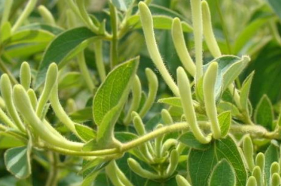 金银花怎么种植 金银花怎么种植