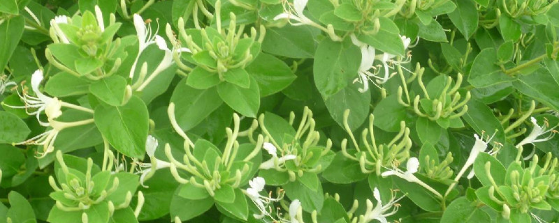 金银花怎么种植 金银花怎么种植