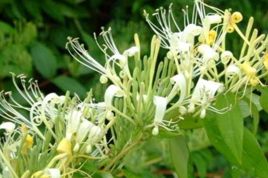 金银花怎么种植 金银花怎么种植