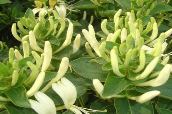 金银花怎么种植 金银花怎么种植