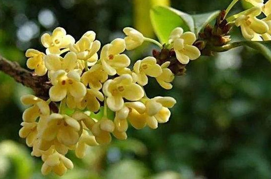 不可食用的桂花品种 不可食用的桂花品种