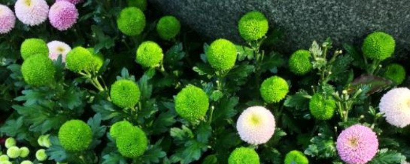 球菊可以养几年 球菊可以养几年