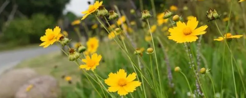 黄色菊花可以放家里吗 黄色菊花可以放家里吗