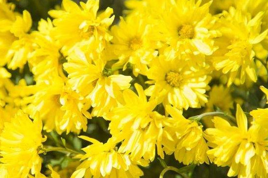 黄色菊花可以放家里吗 黄色菊花可以放家里吗