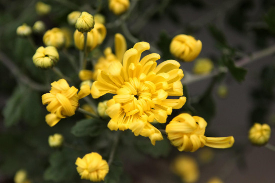 黄色菊花可以放家里吗 黄色菊花可以放家里吗