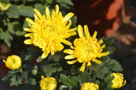 黄色菊花可以放家里吗 黄色菊花可以放家里吗