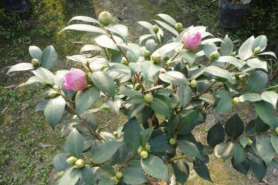 山茶花叶子变褐色干枯脱落原因 山茶花叶子变褐色干枯脱落原因