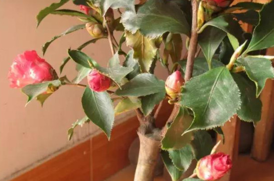 山茶花叶子变褐色干枯脱落原因 山茶花叶子变褐色干枯脱落原因