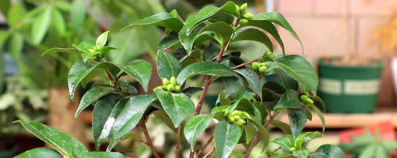 山茶花叶子变褐色干枯脱落原因 山茶花叶子变褐色干枯脱落原因