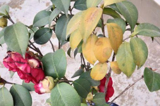 山茶花叶子变褐色干枯脱落原因 山茶花叶子变褐色干枯脱落原因