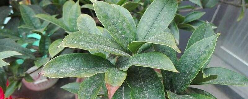 桂花干叶是什么原因 桂花干叶是什么原因