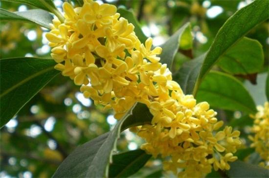 桂花干叶是什么原因 桂花干叶是什么原因