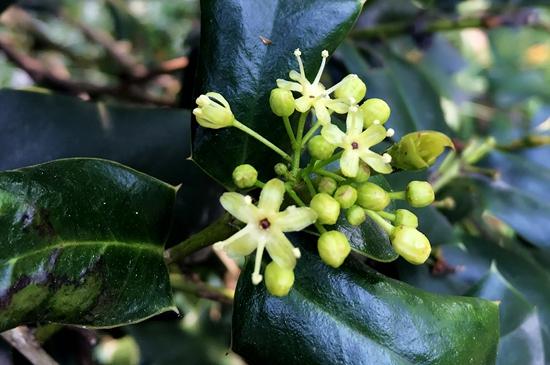 桂花干叶是什么原因 桂花干叶是什么原因