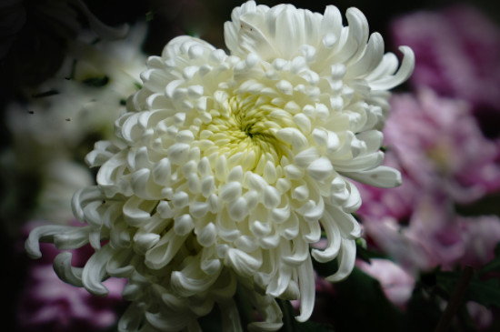菊花七月份还可以打顶吗 菊花七月份还可以打顶吗