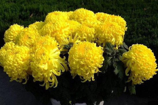 菊花七月份还可以打顶吗 菊花七月份还可以打顶吗
