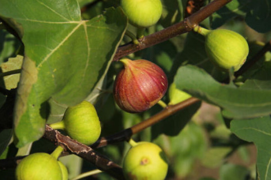 无花果怎样栽培种植 无花果怎样栽培种植