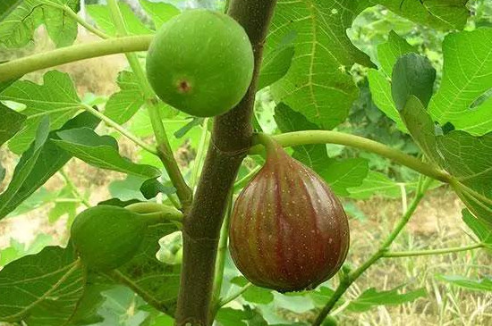 无花果怎样栽培种植 无花果怎样栽培种植