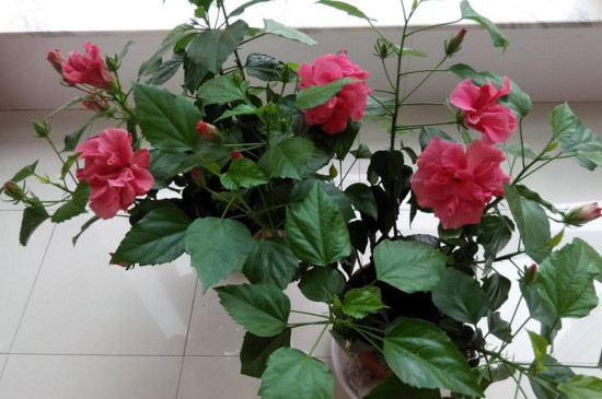 扶桑花叶子发黄怎么办 扶桑花叶子发黄怎么办