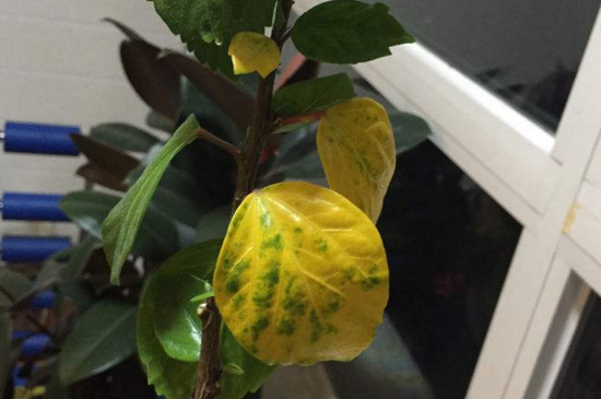 扶桑花叶子发黄怎么办 扶桑花叶子发黄怎么办