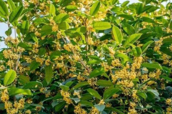 桂花树春夏秋冬的特点 桂花树春夏秋冬的特点